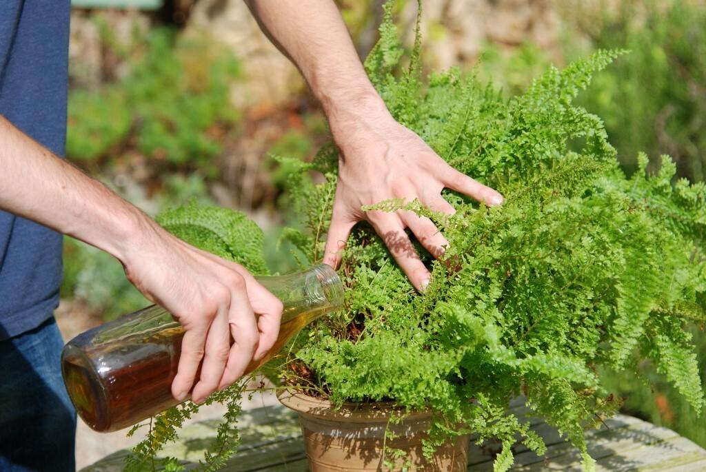 Margotiranje sobnih biljaka: stari trik koji spašava izdužene fikuse, dracene i druge kućne ljepotice