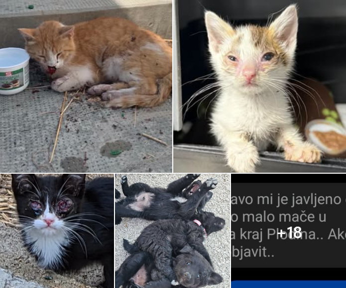 Očajnički apel iz Šibenskih šapa: ‘Teška srca pišemo ove riči, al jednostavno smo primorani. Došli smo da granice...‘