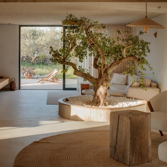 <p>Olive House</p>