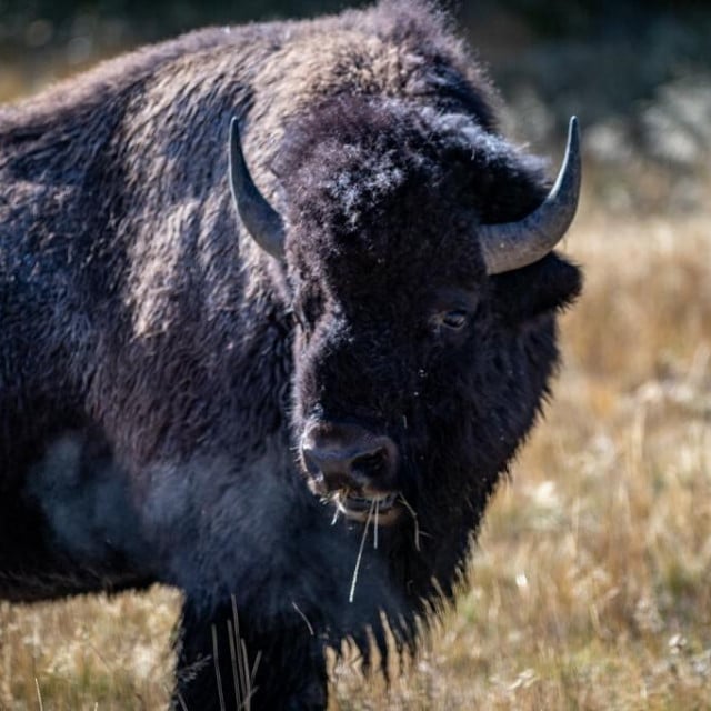 <p>Bizon se iznenada sjurio prema djedu i unuku&nbsp;u Nacionalnom parku Yellowstone (ilustracija)</p>
