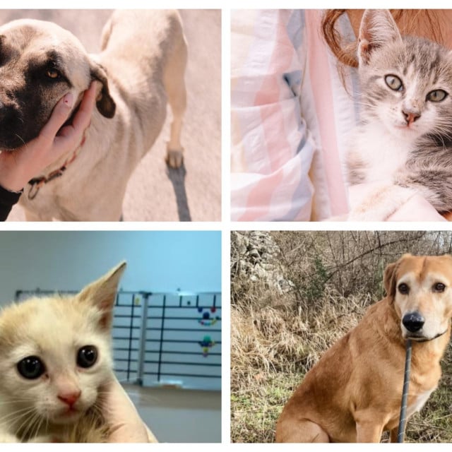 <p>Životinje traže dom</p>