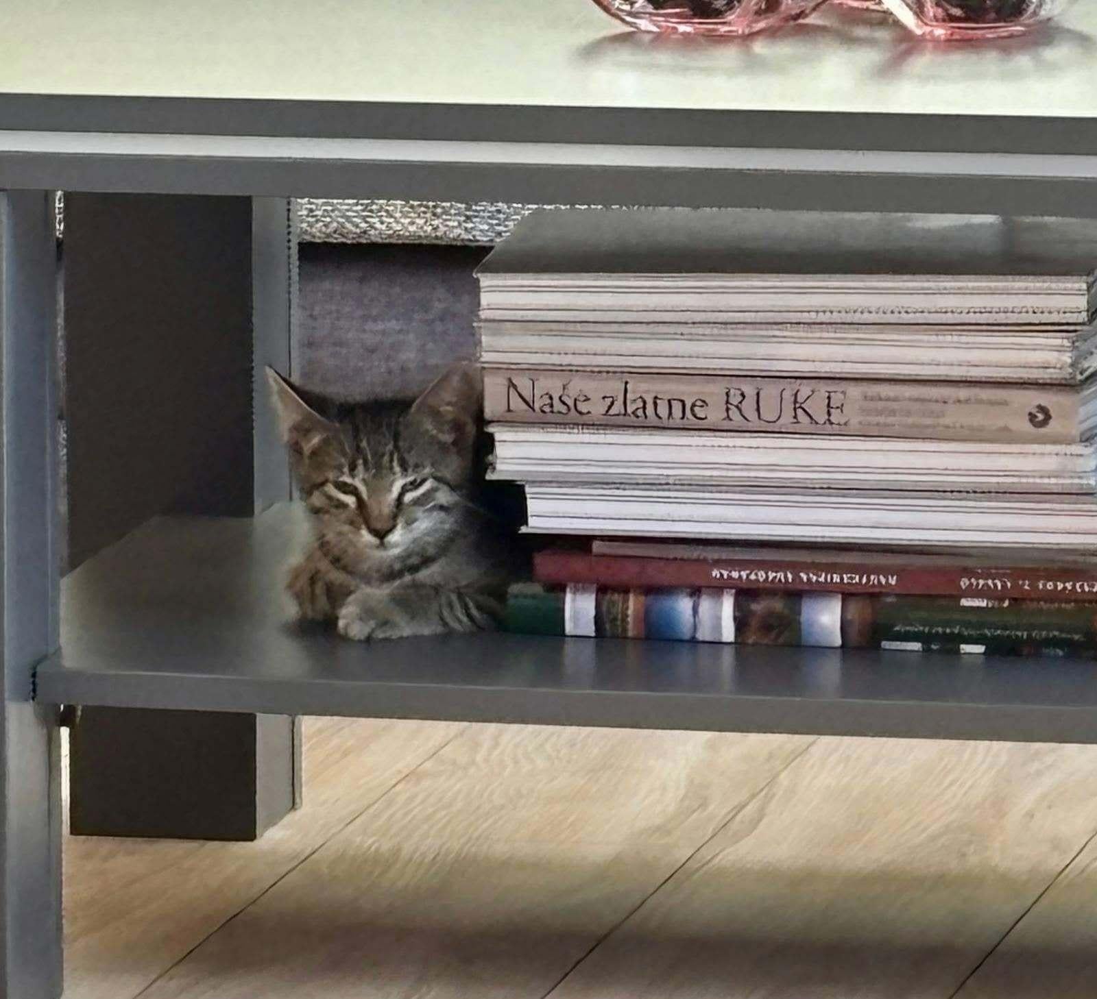 Nešto da vam uljepša dan; djelatnici Obrtničke komore imaju novog djelatnika Božu, super se snašao: ‘Divni ste ljudi...‘