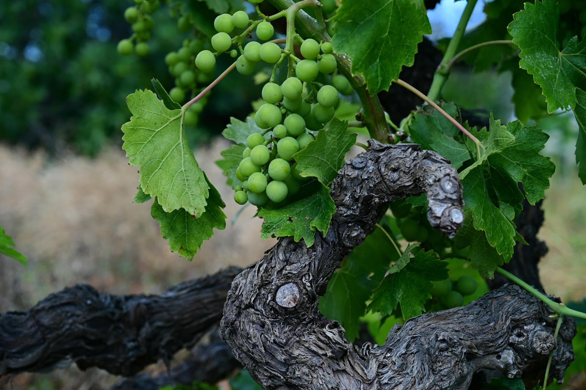 Lokalni pljuskovi učinili su svoje, pazite na stanje u vinogradima: evo što savjetuju iz resornog Ministarstva