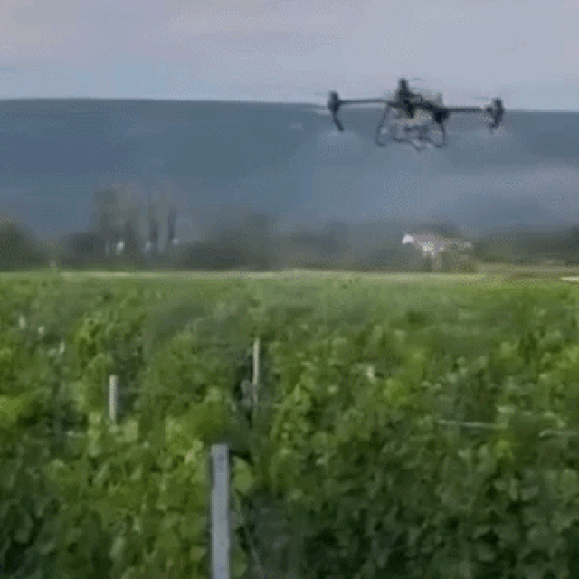 <p>Dron iznad imotskih vinograda</p>