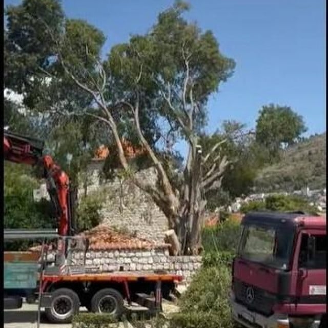<p>Na Batali se pila stara ko&scaron;ćela</p>