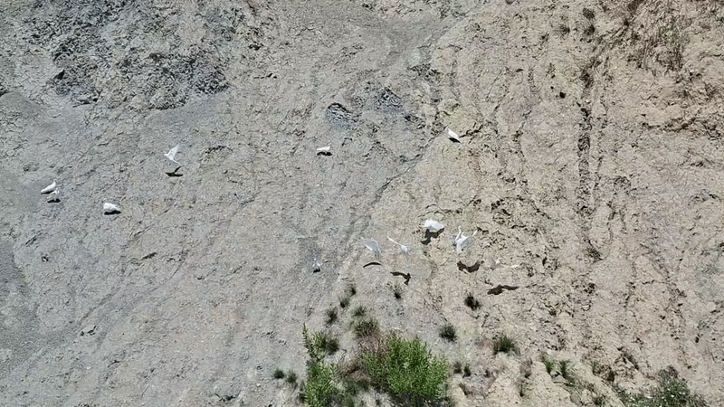 Ovo će zabrinuti praznovjerne Splićane, uočeno 13 bijelih golubica na novoj šetnici; evo što bi to moglo značiti