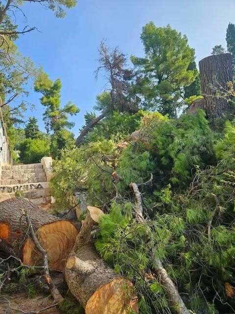 Splićani su pobjesnjeli, nečija mehanizacija posjekla prekrasni stari bor, komentari su brutalni. Traže odgovore...