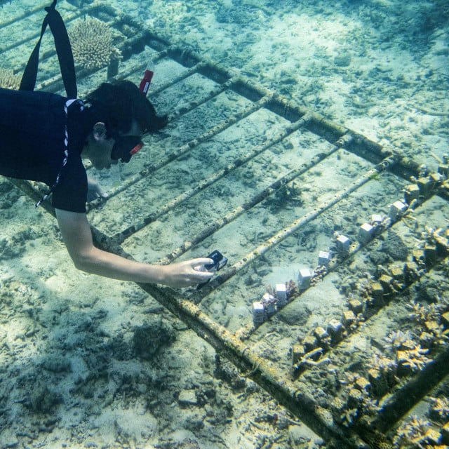 <p>Sadnja u gredice</p>

<p>(Photo by Philip FONG/AFP)/TO GO WITH AFP STORY: Japan-climate-coral-tourism-oceans, FEATURE by Tomohiro OSAKI</p>