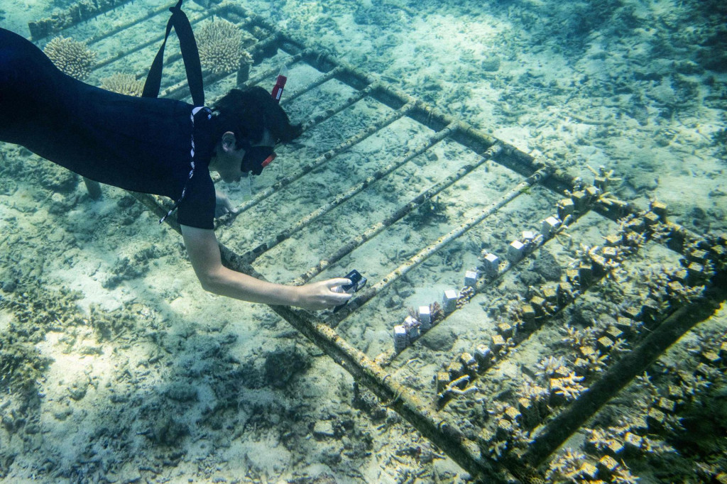 <p>Sadnja u gredice</p>

<p>(Photo by Philip FONG/AFP)/TO GO WITH AFP STORY: Japan-climate-coral-tourism-oceans, FEATURE by Tomohiro OSAKI</p>