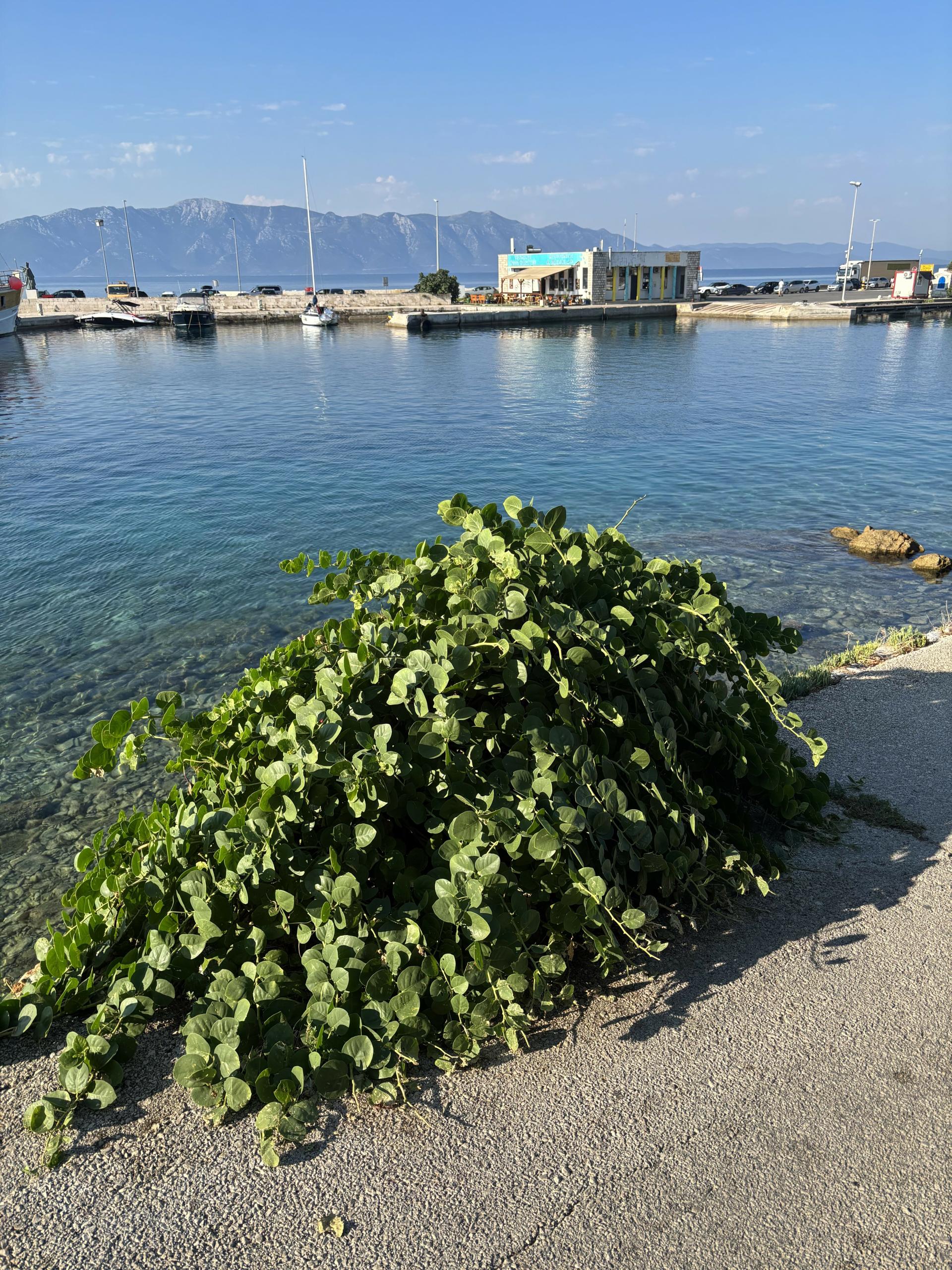 Kako posijati kaparu? Društvenim mrežama se dijeli stari dalmatinski trik za koji se kunu da zaista djeluje