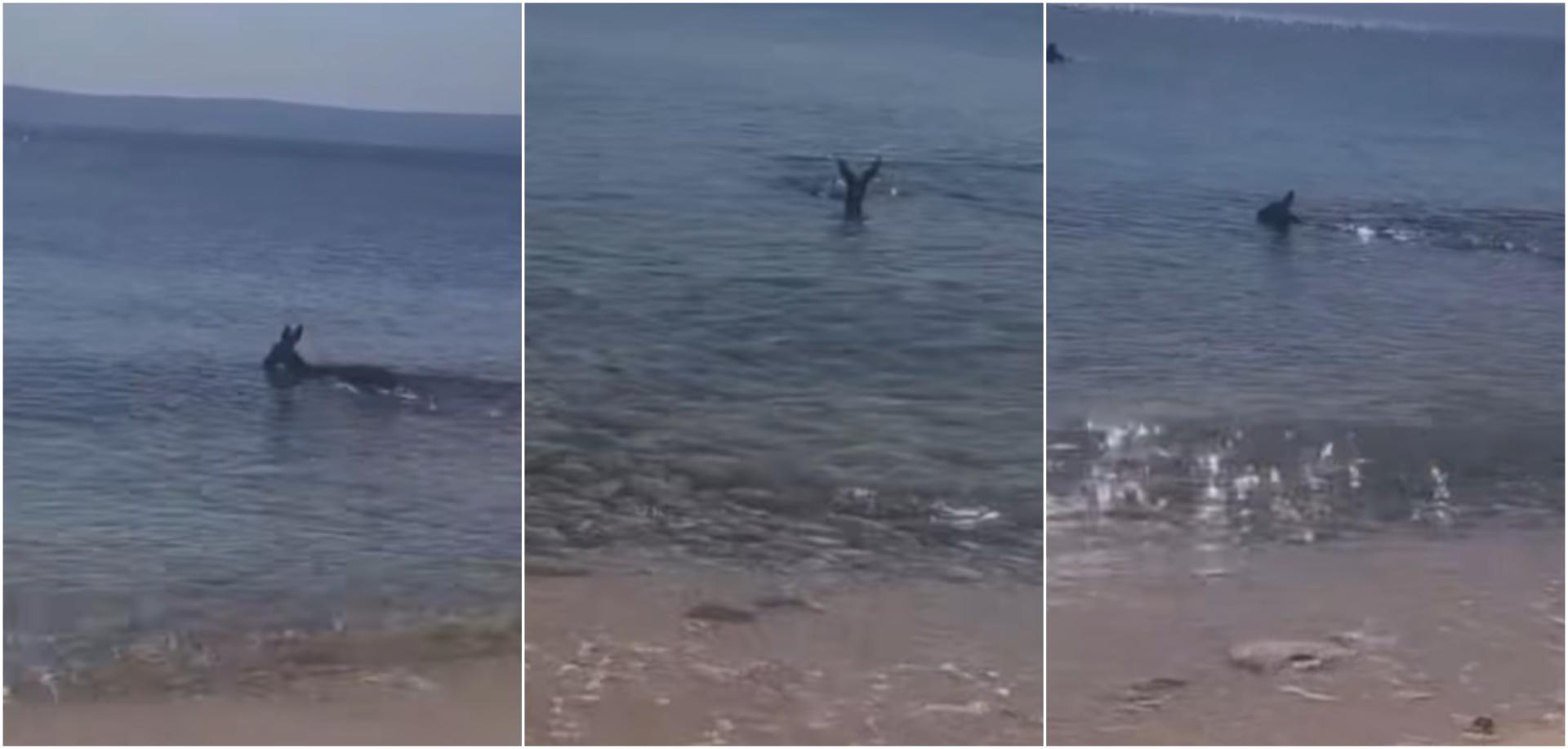 VIDEO Neočekivani gost! Spustila se na plažu pa uletjela u more. Prizori su nevjerojatni, pogledajte je: Slatkoća mala