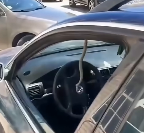 Mislio je da mu se priviđa: u užarenom automobilu ugledao nešto što nitko ne bi poželio, nije se niti pokušala sakriti