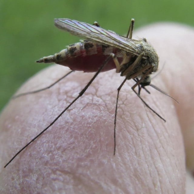 <p>Zaraženi komarci mogu ugristi i zaraziti ljude, najče&scaron;će između srpnja i rujna, i prenijeti&nbsp;virus Zapadnog Nila (ilustracija)&nbsp;</p>