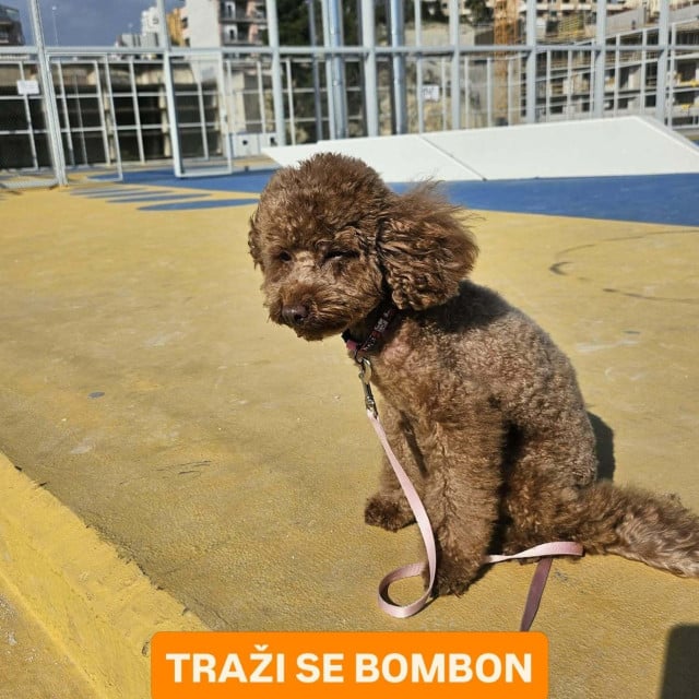 <p>Toy pudlica Bombon nestala je sinoć na Hvaru</p>