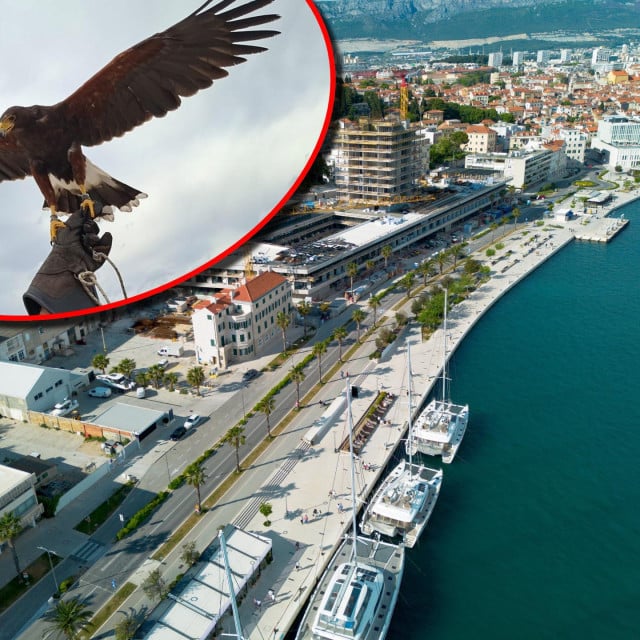 <p>Falko u Splitu tjera druge ptice</p>