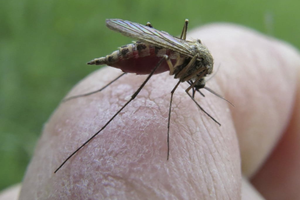<p>Zaraženi komarci mogu ugristi i zaraziti ljude, najče&scaron;će između srpnja i rujna, i prenijeti&nbsp;virus Zapadnog Nila (ilustracija)&nbsp;</p>