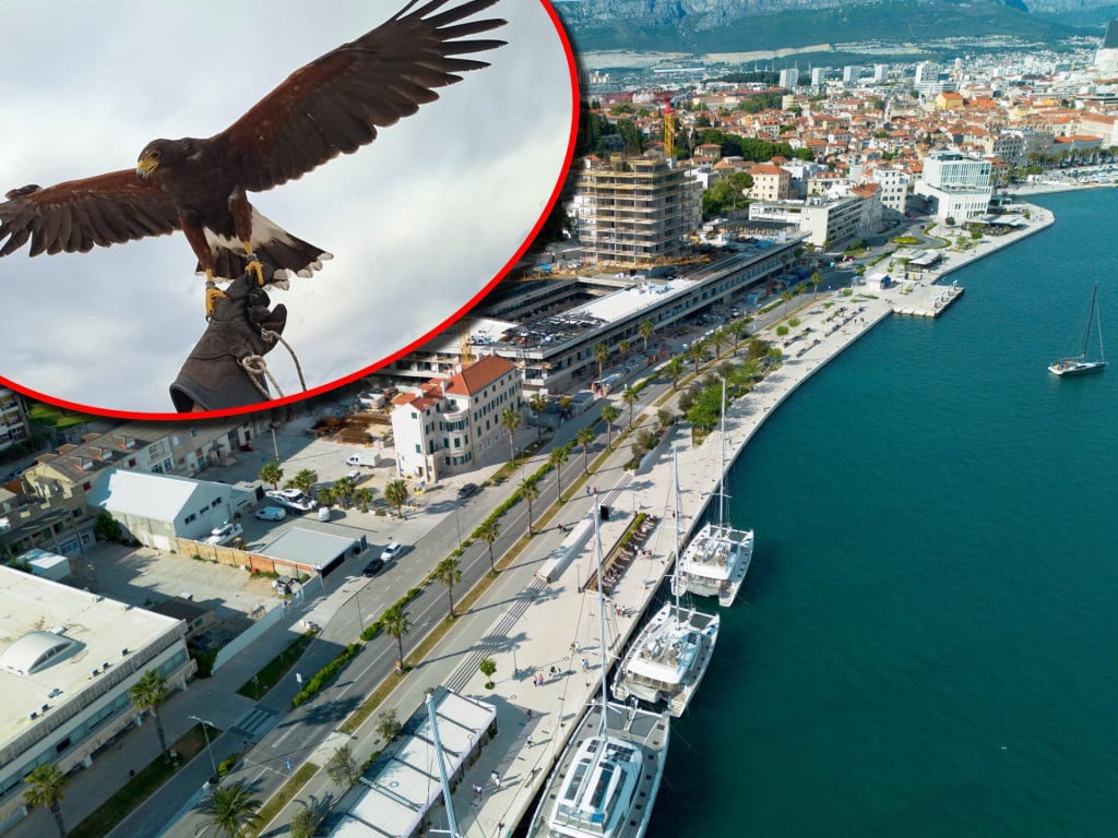 <p>Falko u Splitu tjera druge ptice</p>
