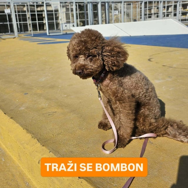 <p>Toy pudlica Bombon nestala je na Hvaru</p>