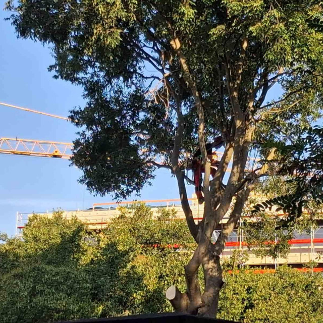 <p>Pilanje grana u Vukovarskoj ulici</p>
