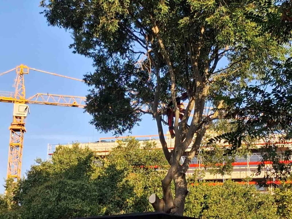 <p>Pilanje grana u Vukovarskoj ulici</p>