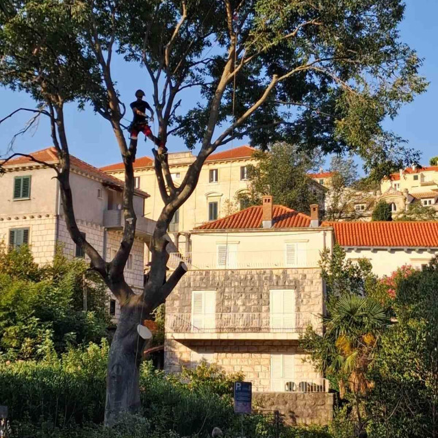 <p>Divovska ko&scaron;ćela u Vukovarskoj ulici jučer je posječena do korijena</p>