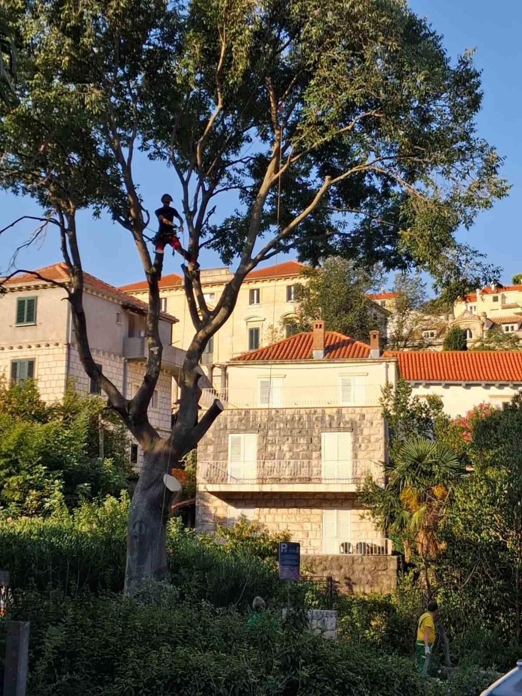 <p>Divovska ko&scaron;ćela u Vukovarskoj ulici jučer je posječena do korijena</p>