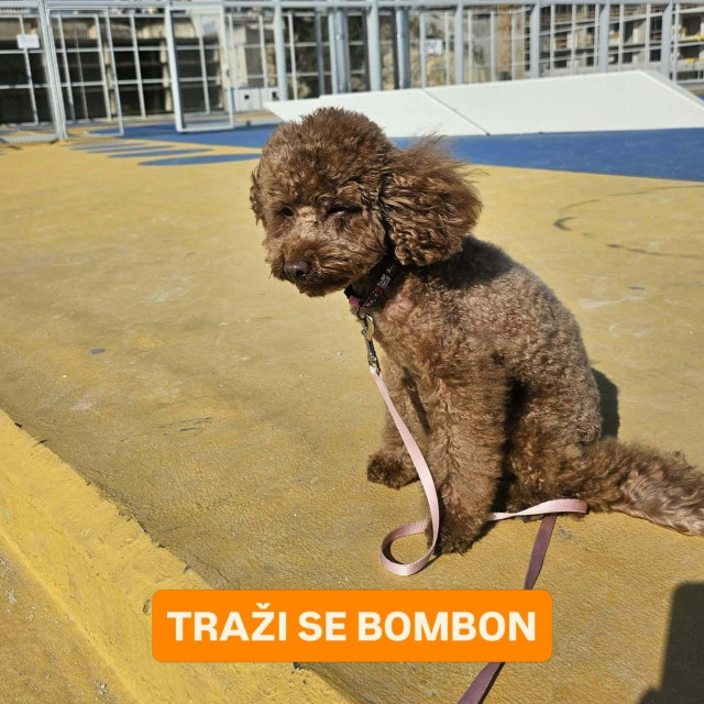 <p>Toy pudlica Bombon nestala je sinoć na Hvaru</p>