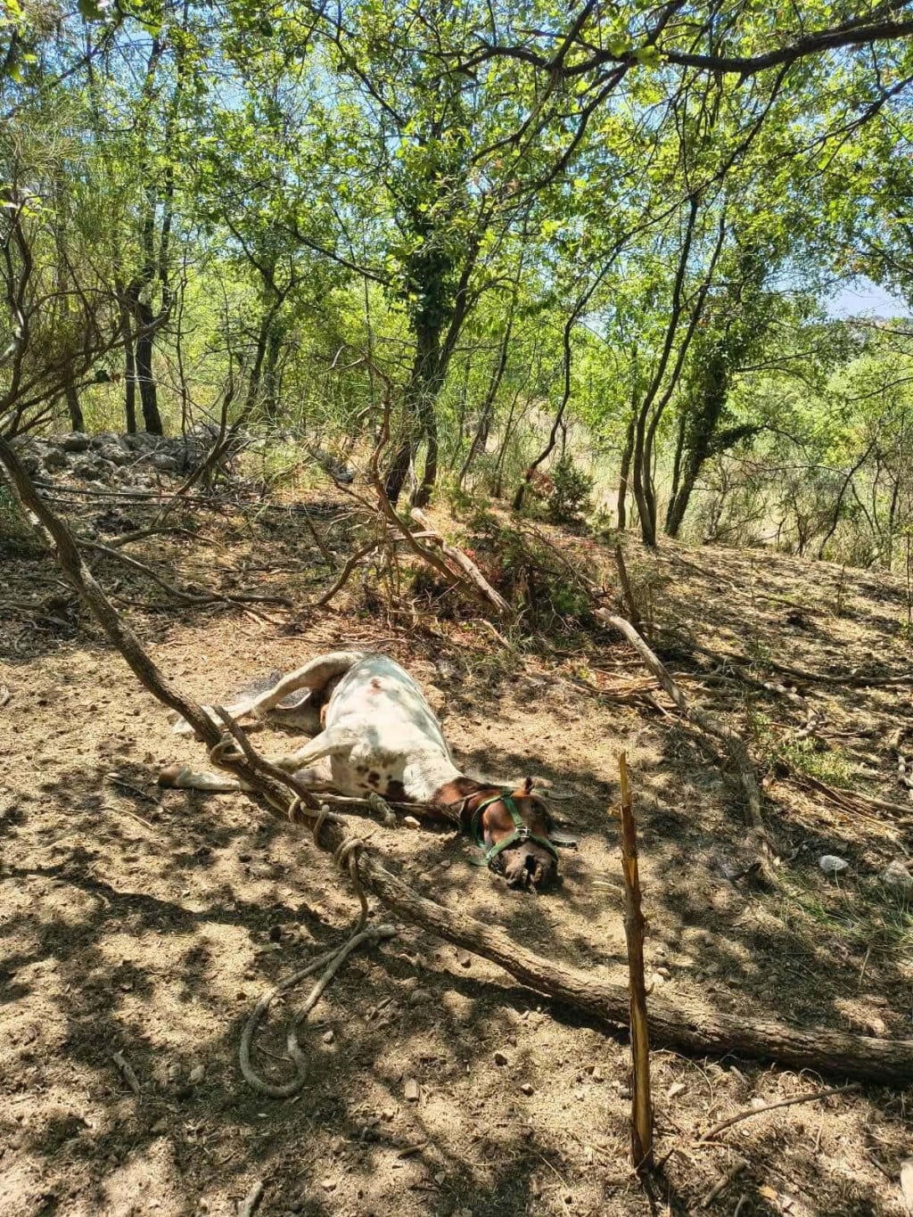 <p>Konj je bio vezan i nije imao &scaron;ansu za preživljavanje</p>
