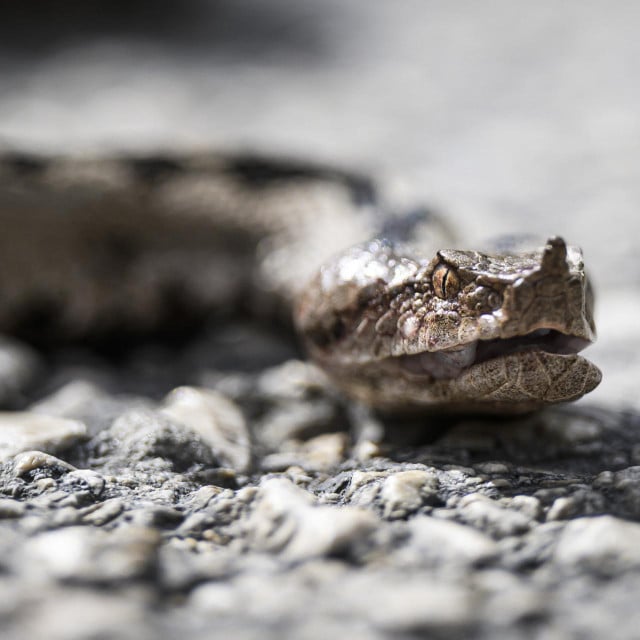<p>Poskok, zmija otrovnica, lat. Vipera ammodytes, najotrovnija i najopasnija europska zmija iz porodice ljutica</p>