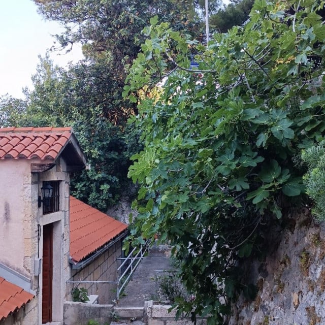 <p>Smokvu koja razvaljuje potporni zid preko puta ulaza u zgradu nemoguće je uni&scaron;titi</p>