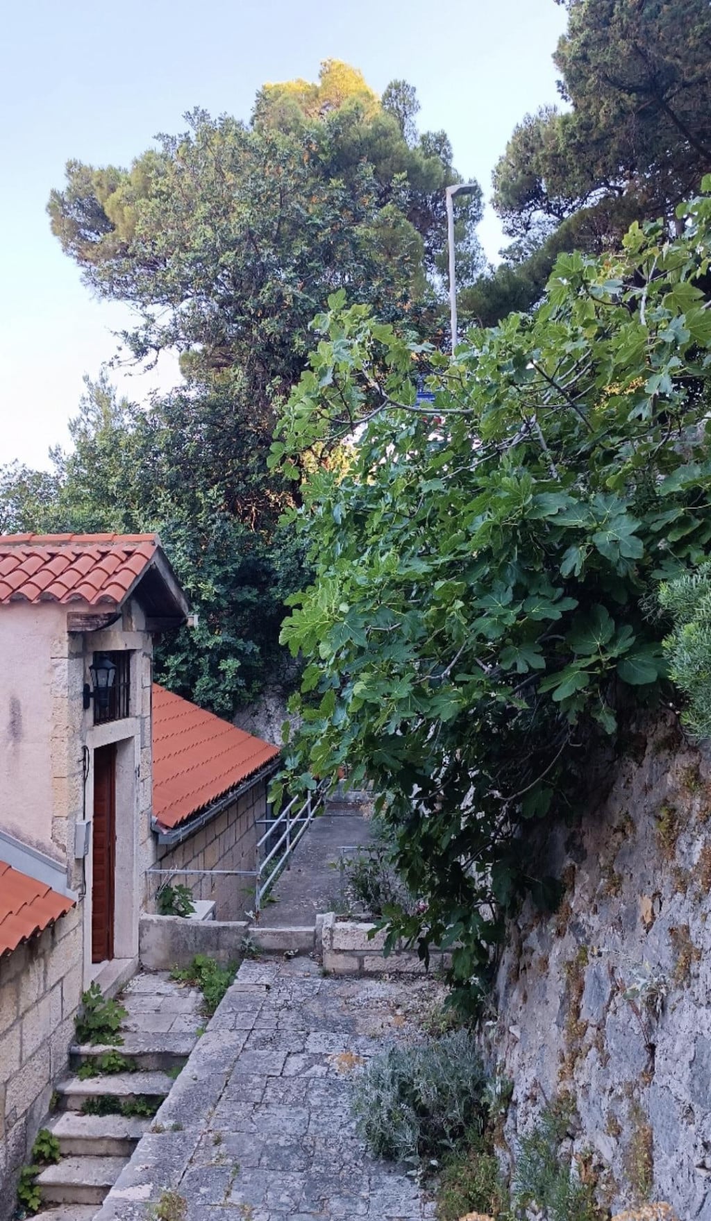 <p>Smokvu koja razvaljuje potporni zid preko puta ulaza u zgradu nemoguće je uni&scaron;titi</p>