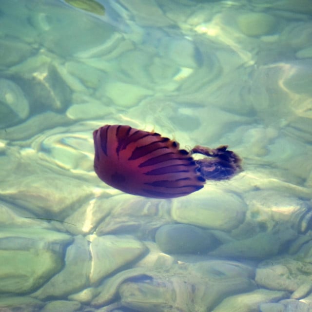 <p>meduza morska mjesečina</p>