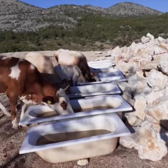 <p>Krave&nbsp;se napajaju&nbsp;iz kada, nemaju nastambu ni hranili&scaron;te, ali poticaji dosežu jake iznose</p>