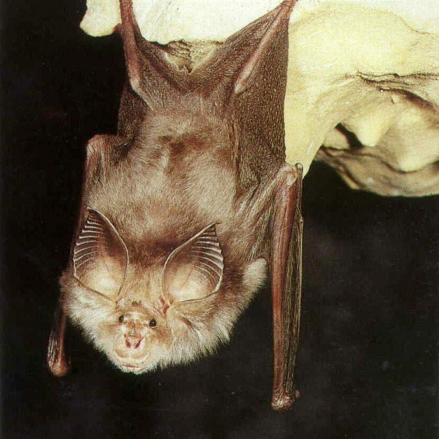 <p>&Scaron;i&scaron;mi&scaron;</p>