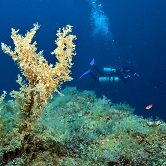 <p><strong>Alge iz roda sargassum</strong></p>