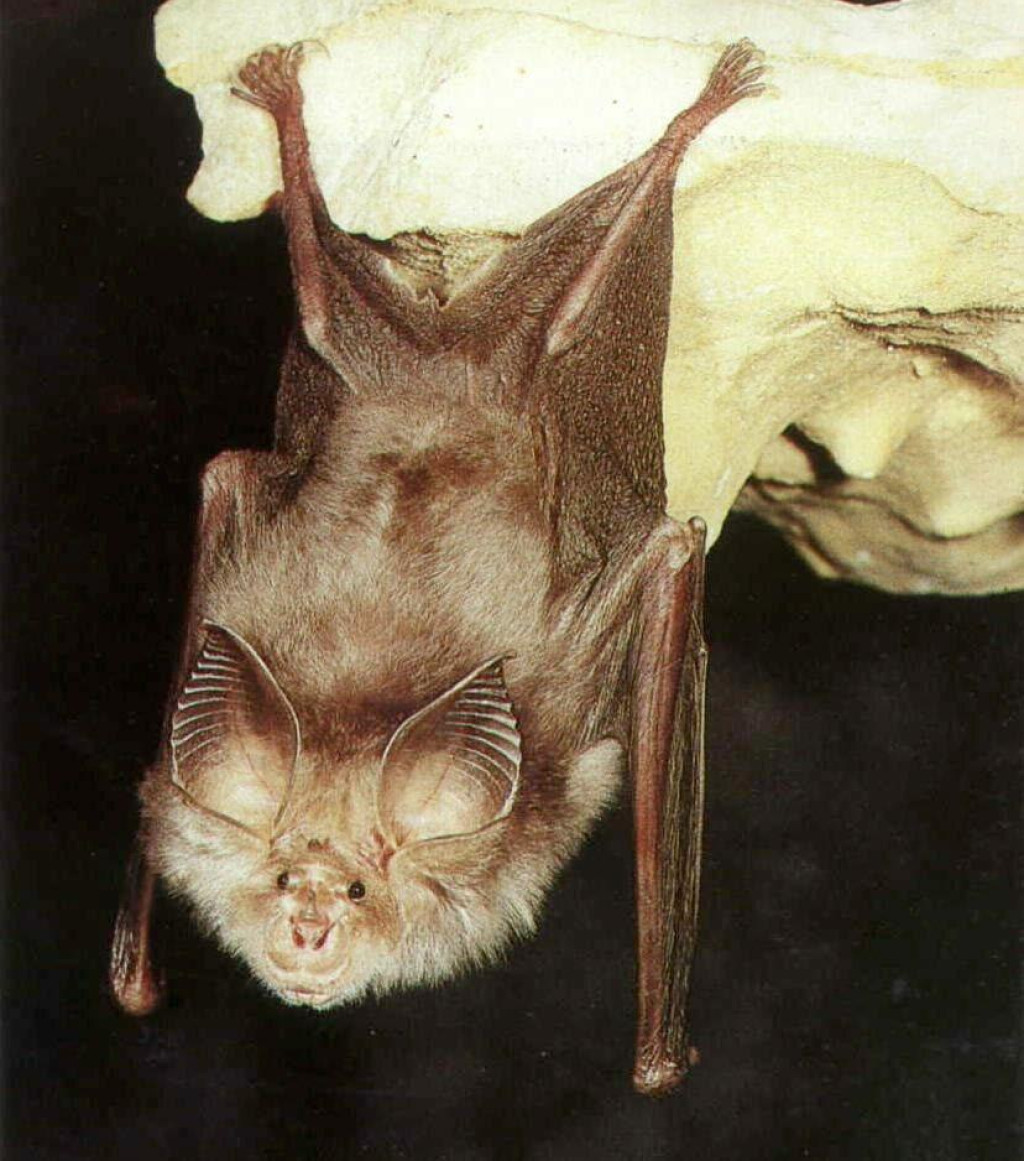 <p>&Scaron;i&scaron;mi&scaron;</p>