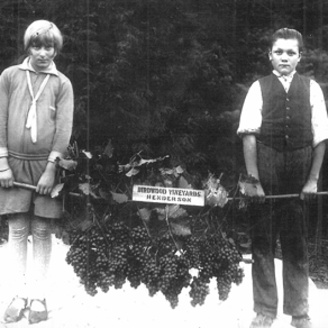 <p>Berba grožđa u vinogradima Birdwood u Hendersonu 1917. godine. Edna Pike i Tony Rastovich s odabranim grozdovima</p>