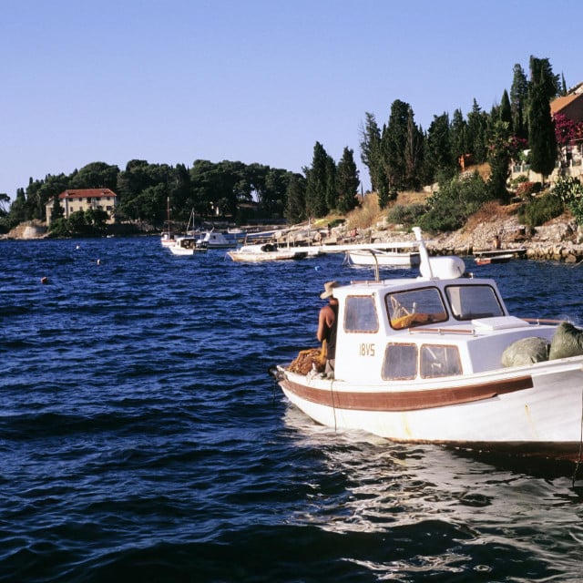 <p>Vis</p>