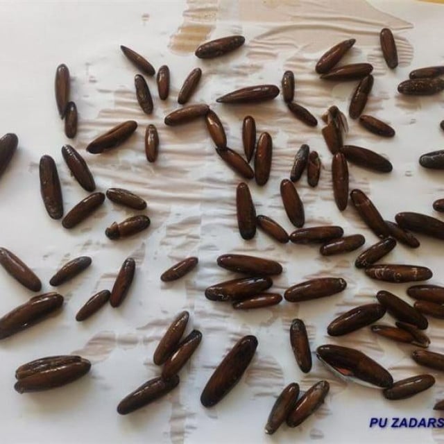 <p>Zaplijenjeni prstaci</p>