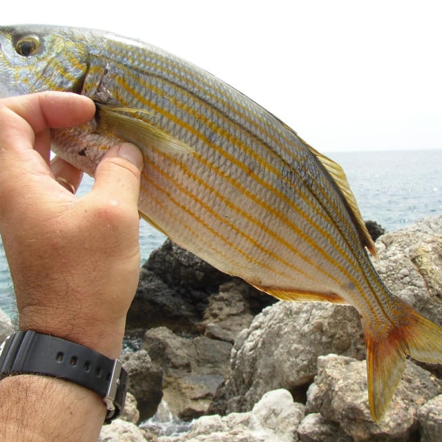 <p>Velika salpa s Palagruže je delicija</p>