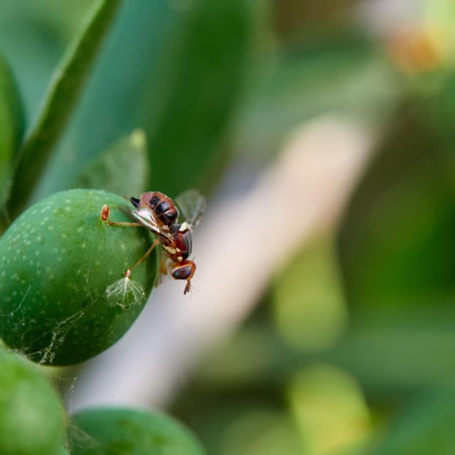 <p>Olive fruit fly. Bactrocera oleae</p>