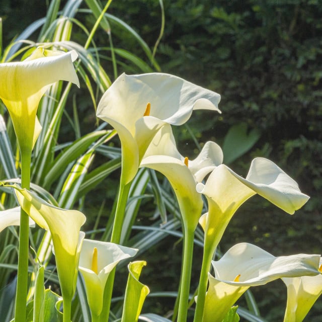 <p>Arum lily, Zantedeschia aethiopica, flowers (Photo by Alain Kubacsi/Biosgarden/Biosphoto via AFP)</p>