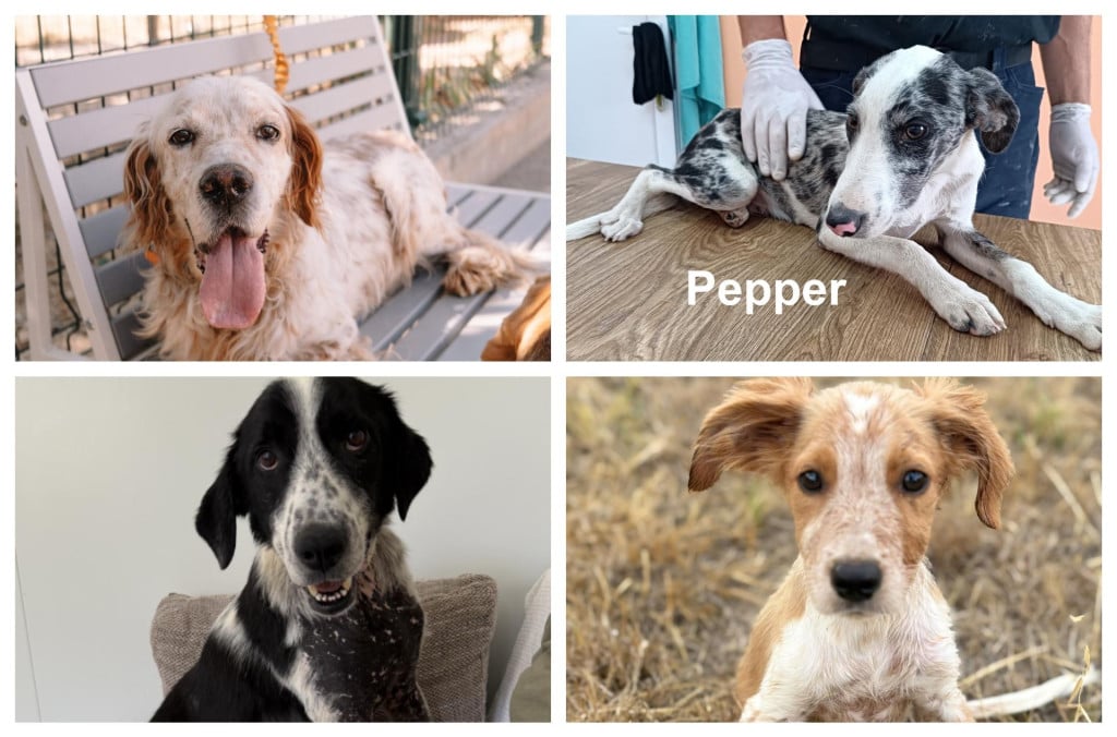 <p>Psi traže dom</p>