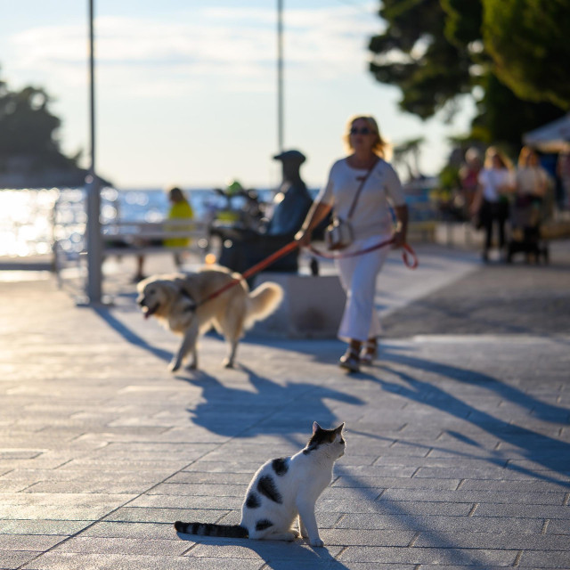<p>Cavtat, 260926.<br>
Poslijepodnevni djir suncanom rivom.<br>