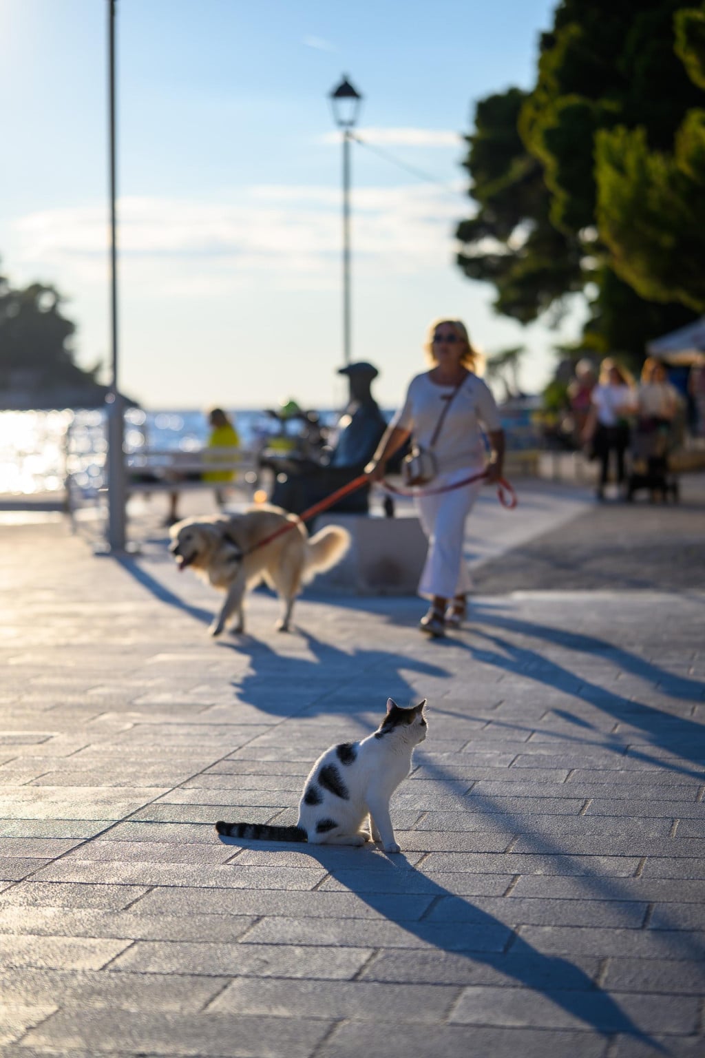 <p>Cavtat, 260926.<br>
Poslijepodnevni djir suncanom rivom.<br>