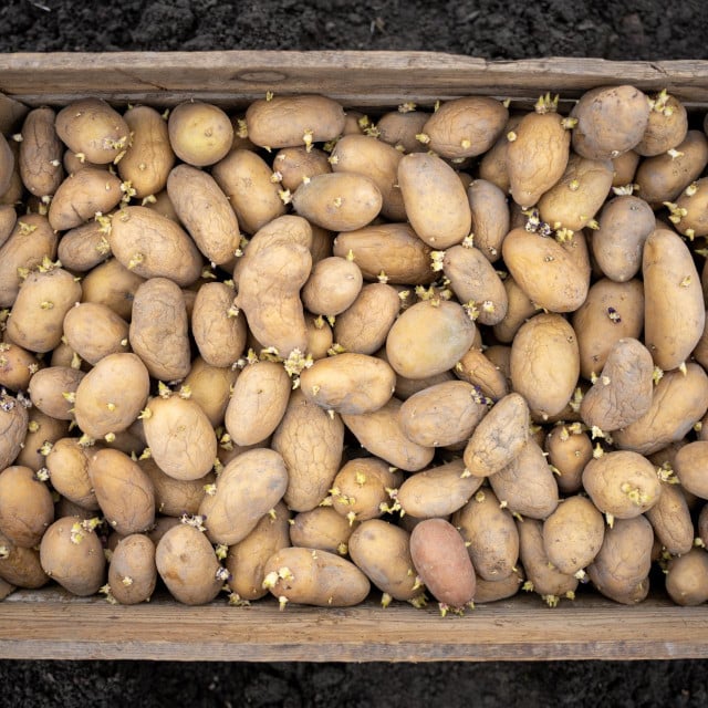 <p>Top view of wooden crate filled with sprouting potatoes placed on soil, showing seed potatoes prepared for planting.</p>