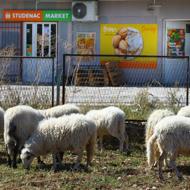 <p>Evo Studenca u Prigovu, u Dalmatinskoj zagori</p>

<p>&nbsp;</p>

<p>&nbsp;</p>
