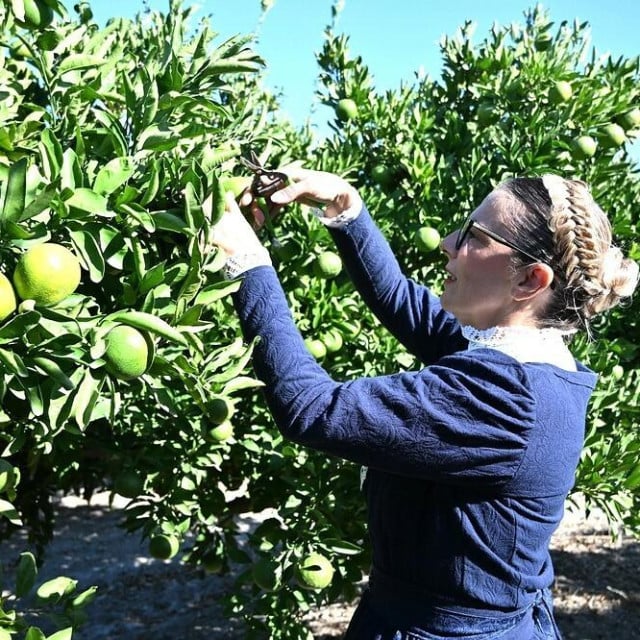 <p>Berba mandarina tek treba krenuti, a hrvatska je sorta već dozrela</p>