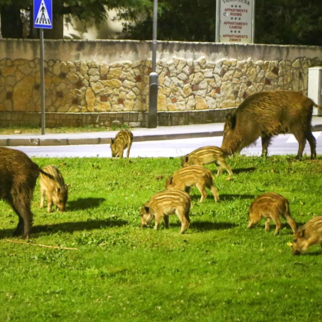 <p>Divlje svinje sve če&scaron;će nanose &scaron;tete poljoprivrednicima</p>