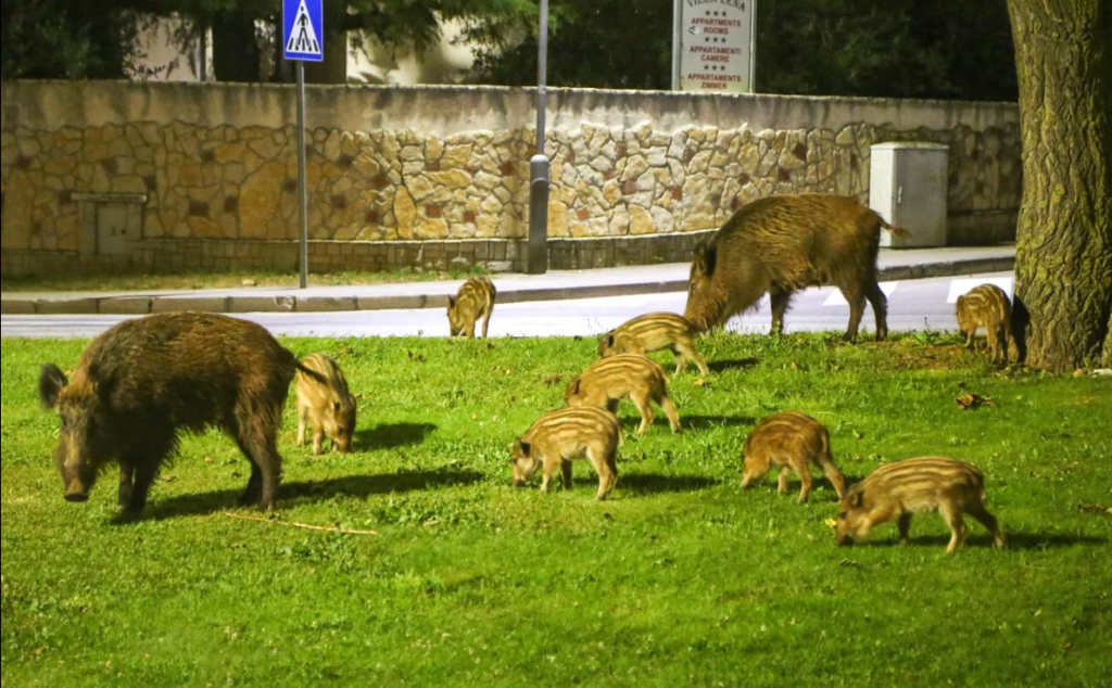 <p>Divlje svinje sve če&scaron;će nanose &scaron;tete poljoprivrednicima</p>